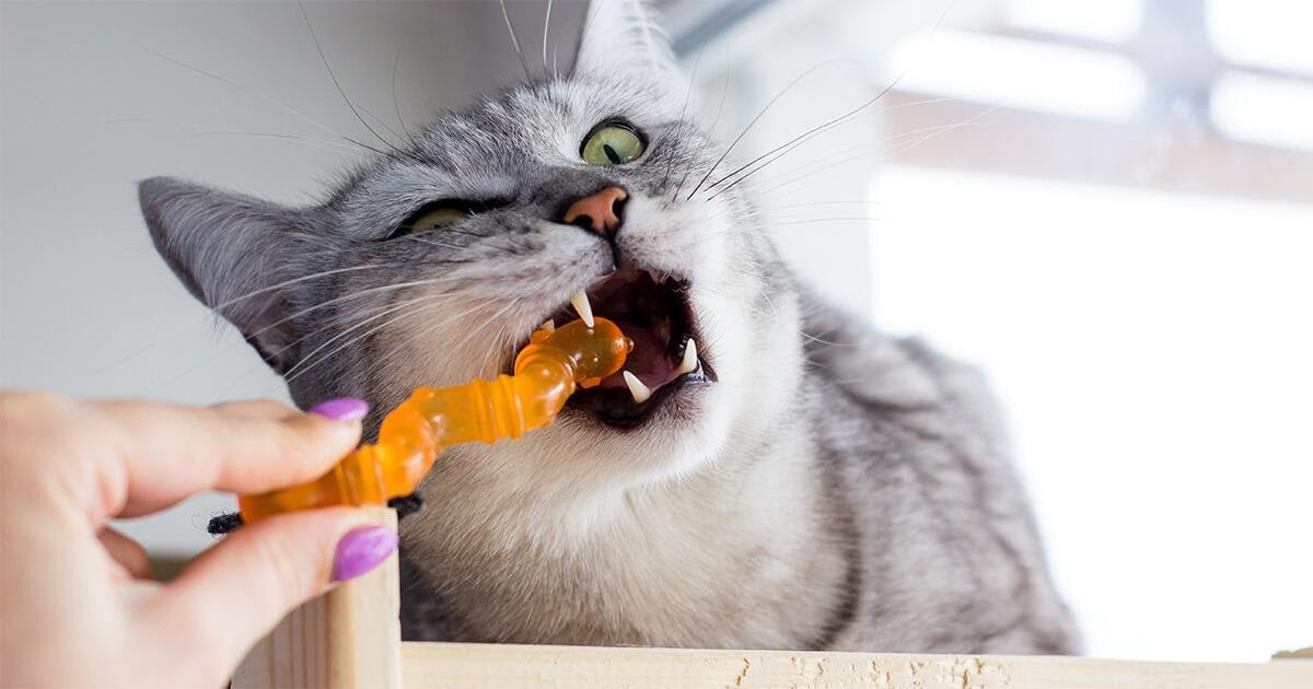 cat bitting a toy