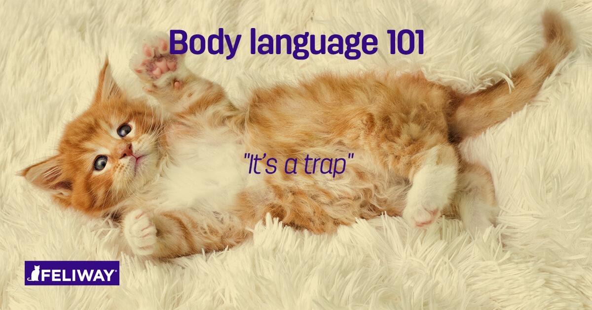 Understanding Kitten Body Language 12 Things You Need To Know