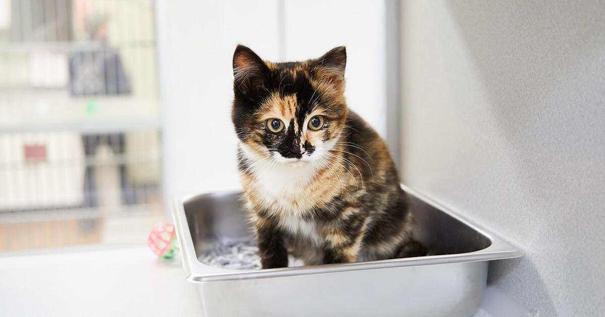 How to Litter Train a Kitten - 8 Tips – FELIWAY Shop