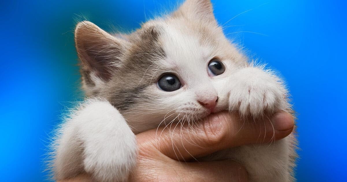 white kitty with blue eyes biting a man finger