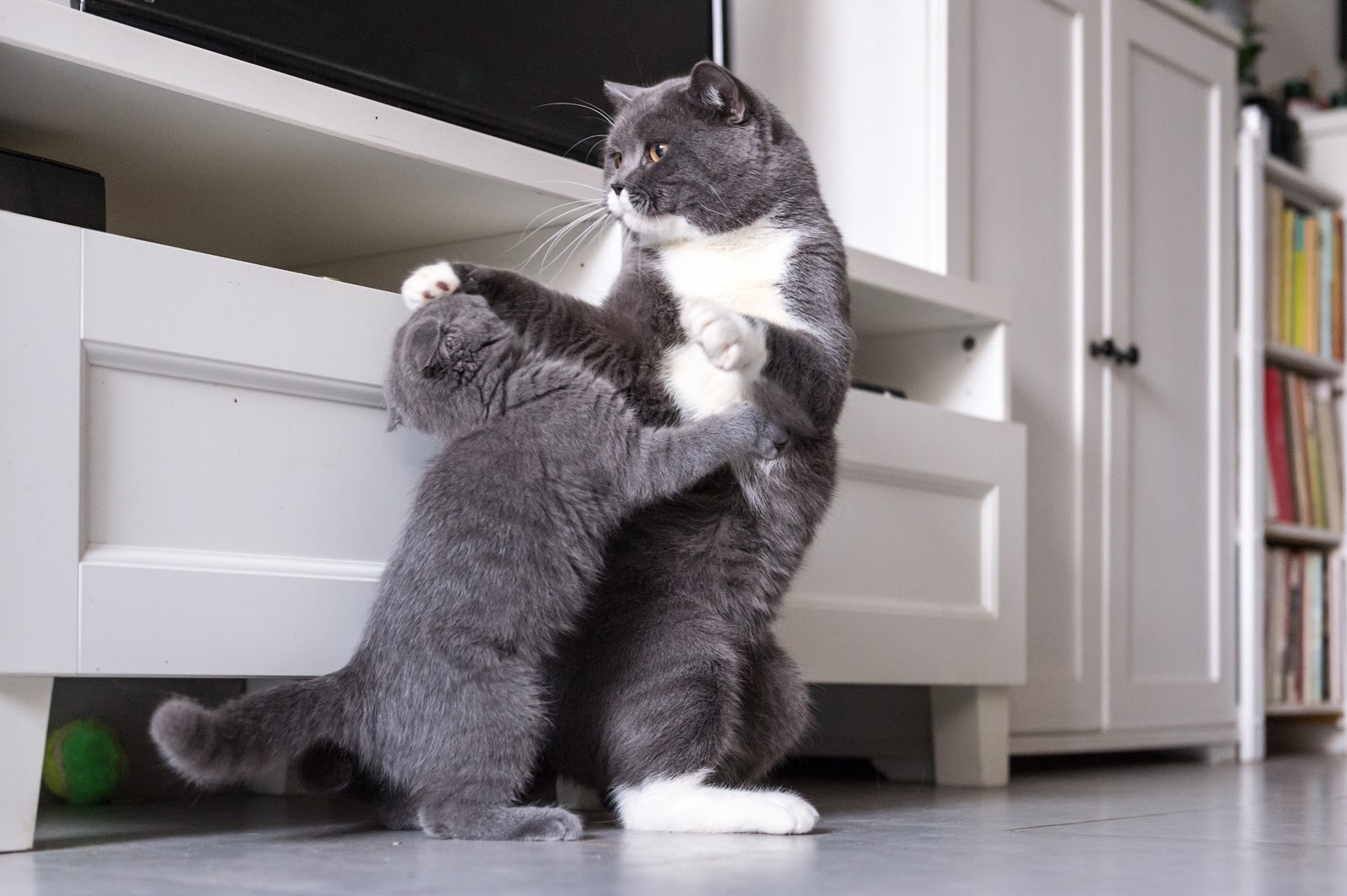 Två grå katter som bråkar med varandra