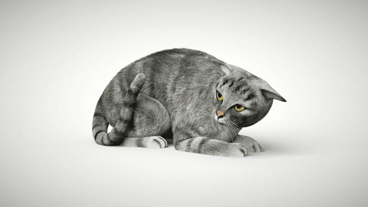 come si esprime un gatto