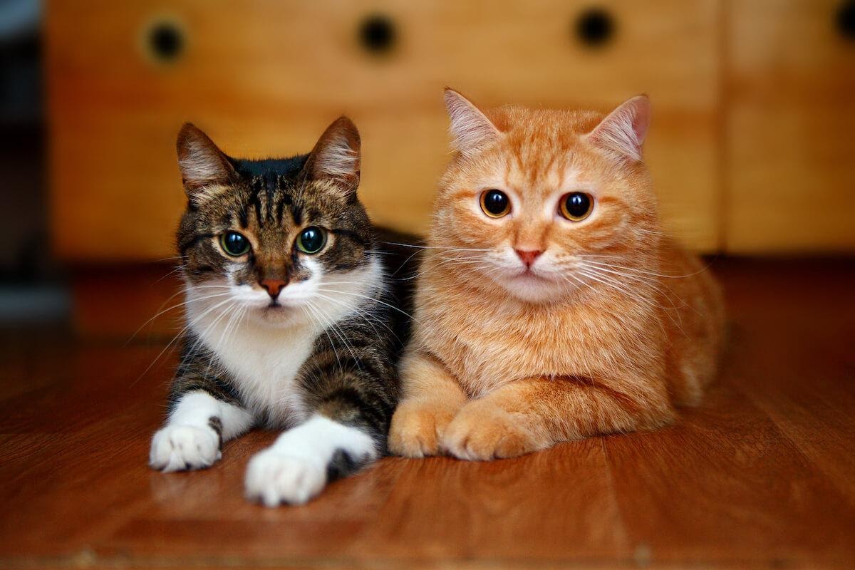Come convivono più gatti insieme nella stessa casa?