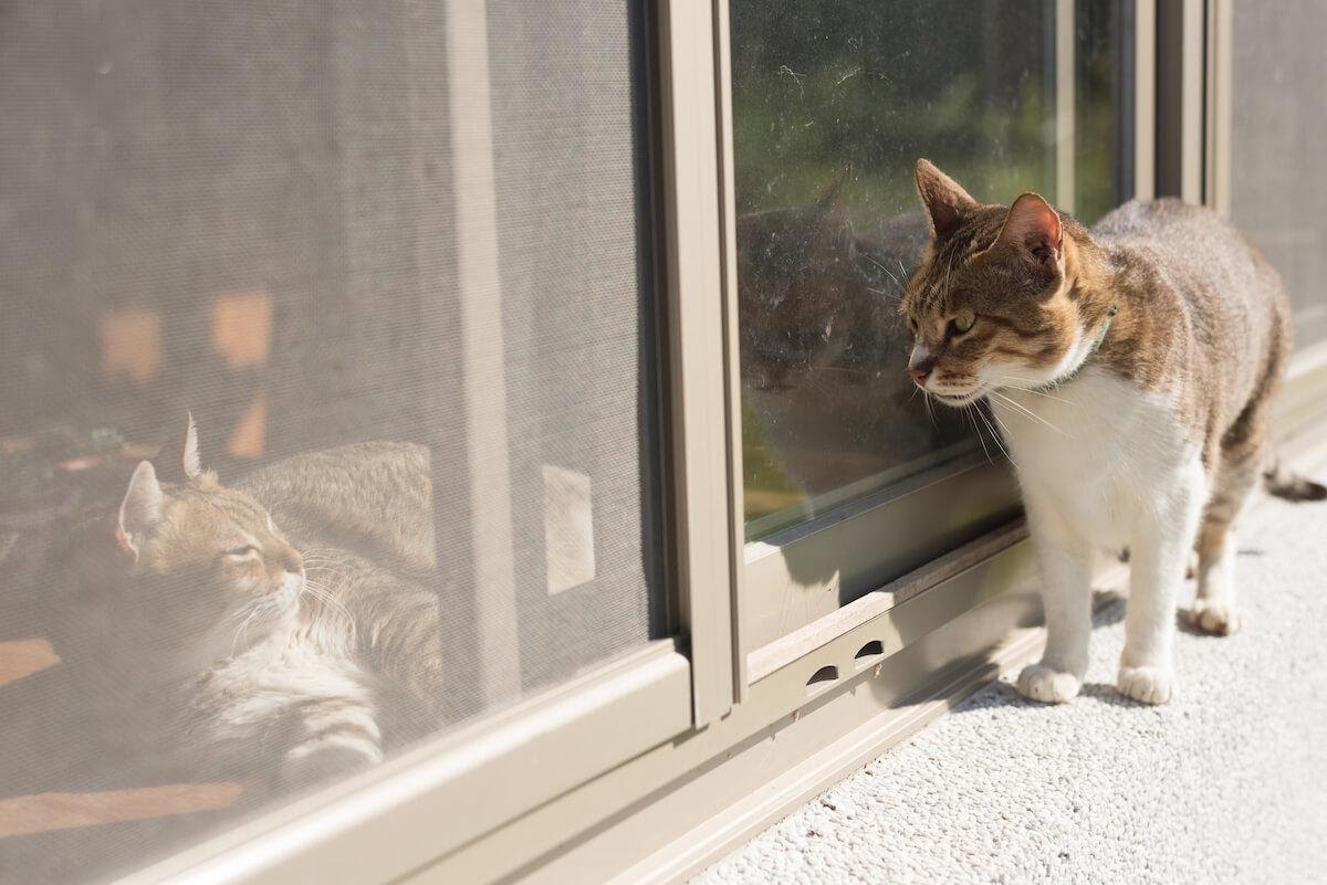 Come abituare i gatti a vivere nella stessa casa