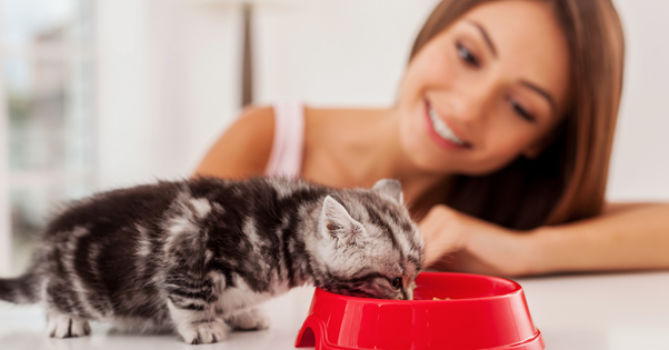 tiny kitten eating from big red bowl