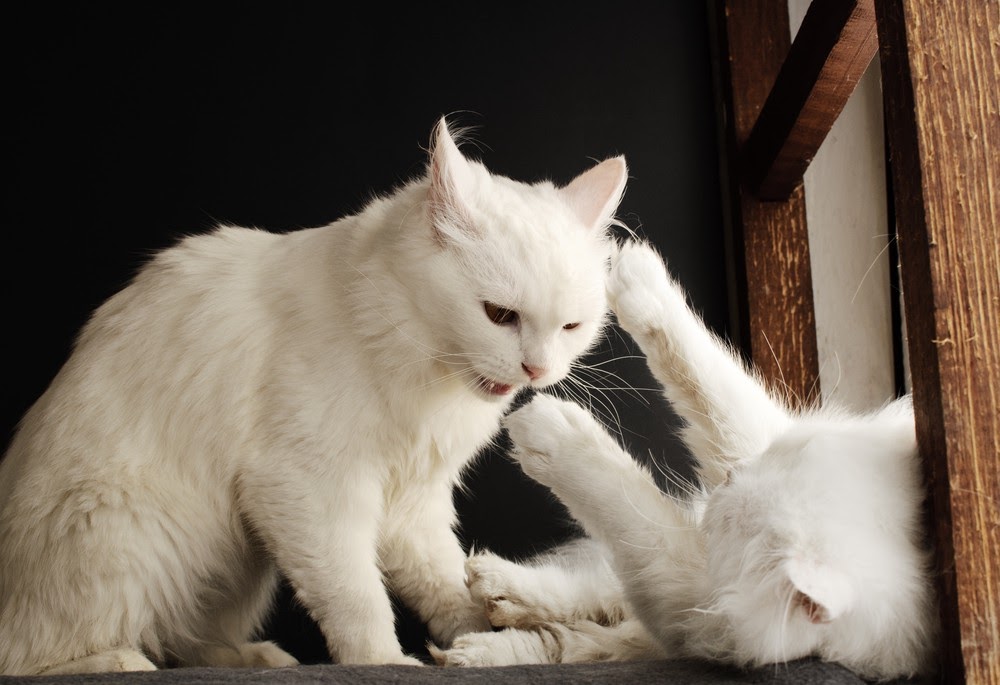 Två vita katter som visar aggression mot varandra
