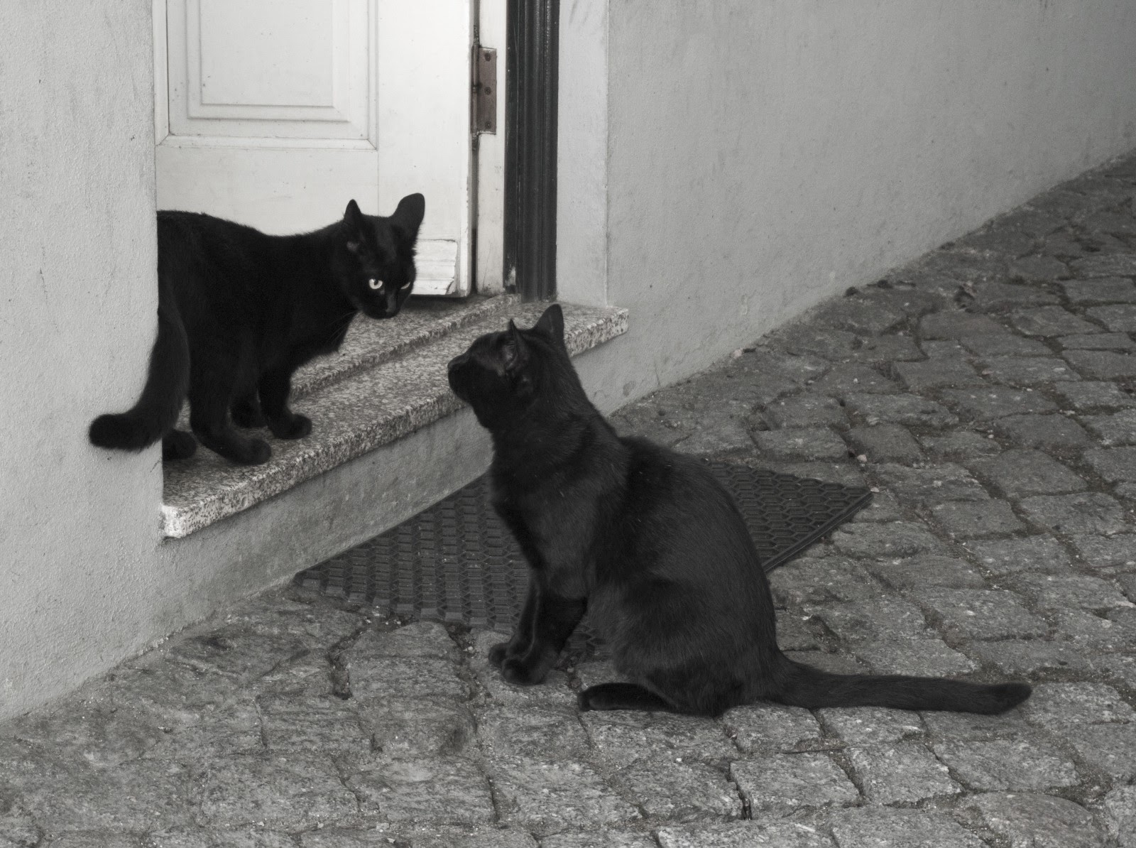 Två svarta katter som stirrar ut varandra vid dörröppningen.