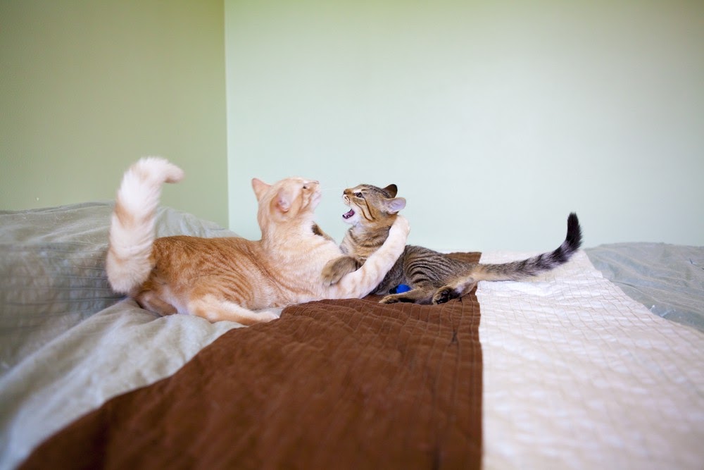 pulsåre analysere cylinder Spørg eksperten: Konflikter mellem katte i hjemmet