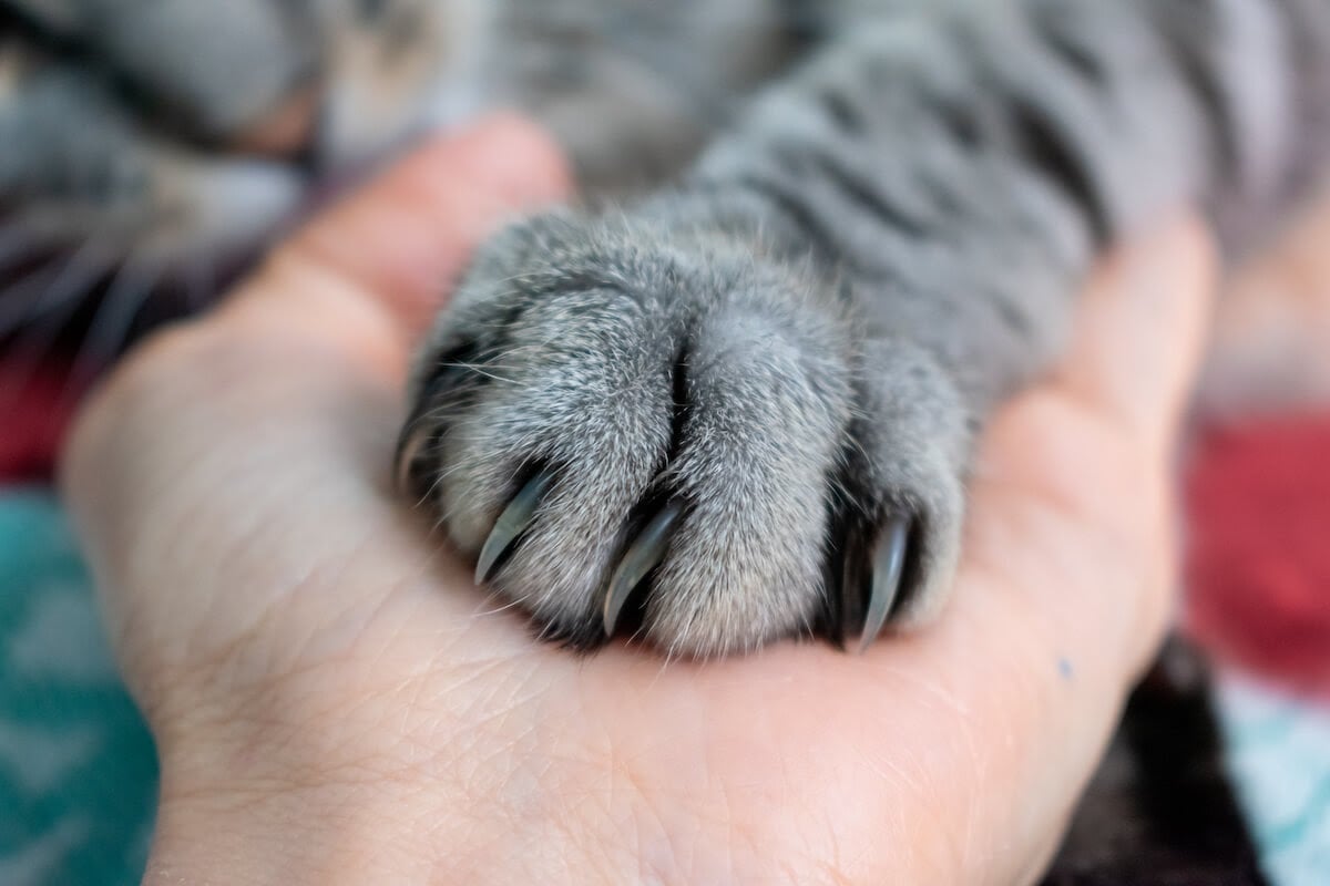 Controlling Kitty Claws! Tips to Cut Your Cat's Nails – FELIWAY Shop