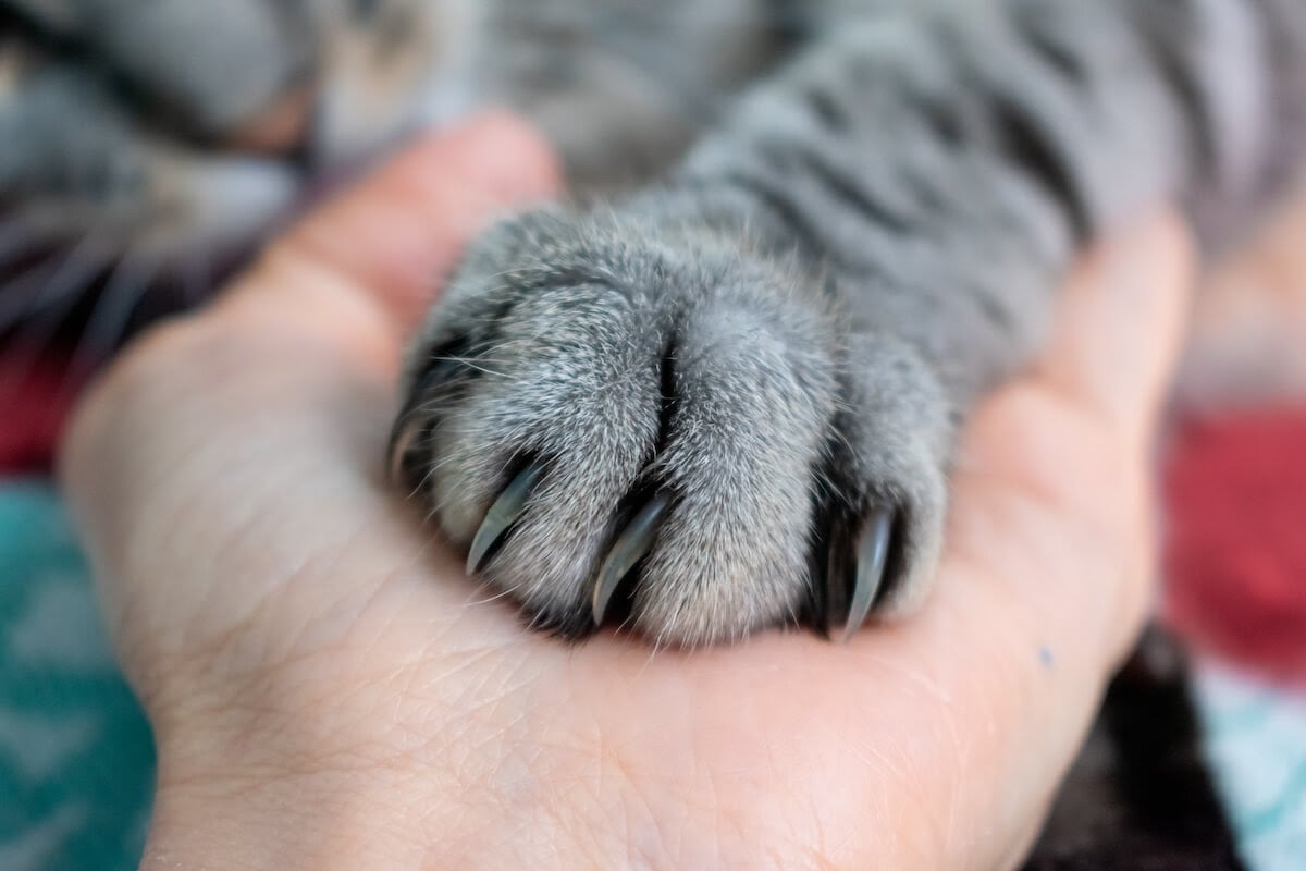 Controlling Kitty Claws Tips To Cut Your Cat S Nails