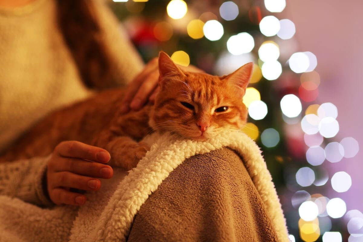 I migliori regali di Natale per gatti