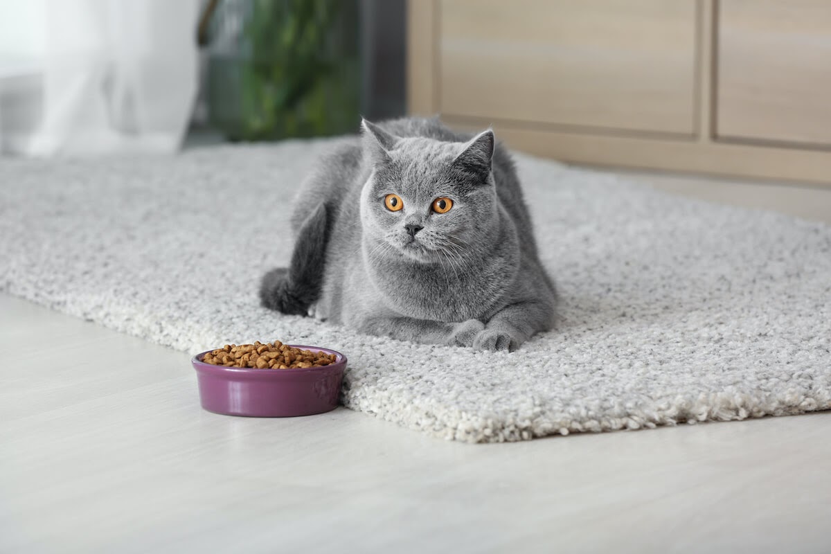 beautiful grey cat with food bowl