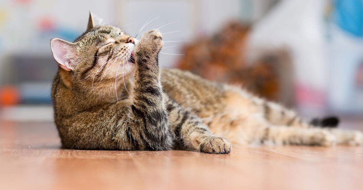 I sintomi di stress nei gatti che FELIWAY Optimum riduce