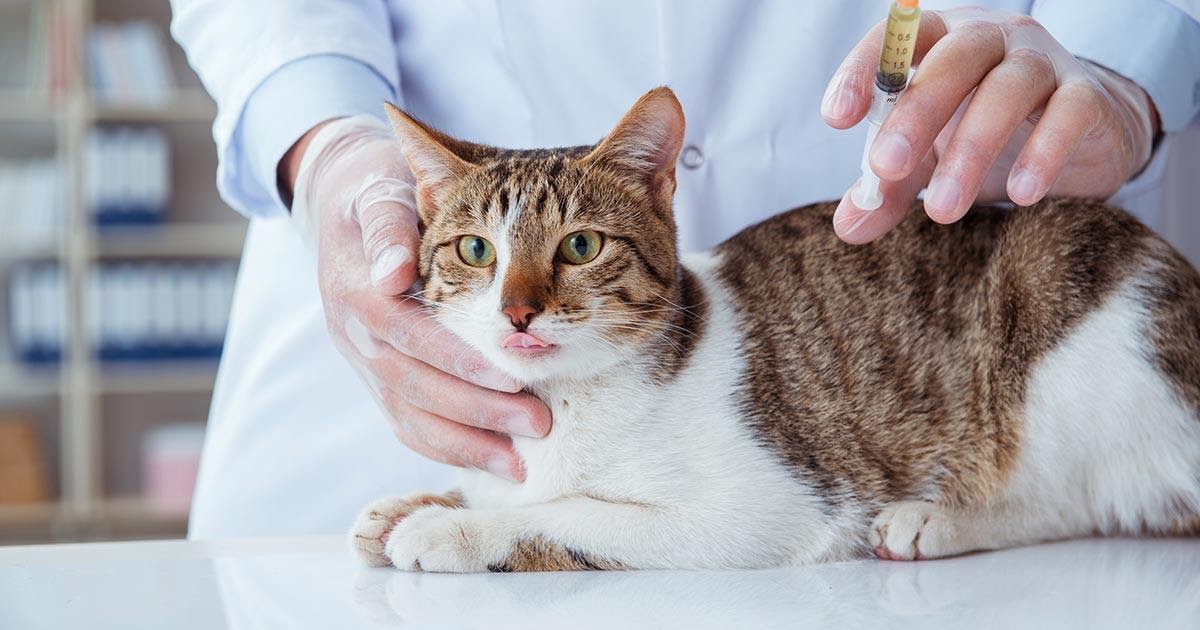 Quali sono gli effetti collaterali del vaccino del gatto
