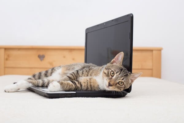 Katt ligger på laptop