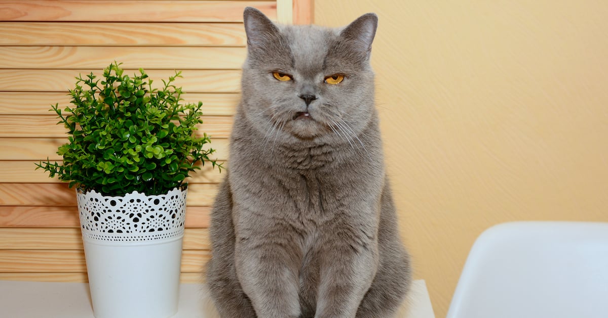 En grå katt med halvstängda ögon i en blinkning