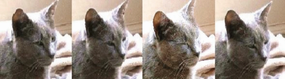 Bildsekvens med en katt som blinkar långsamt