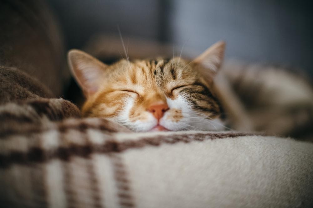 gato a dormir numa mantinha