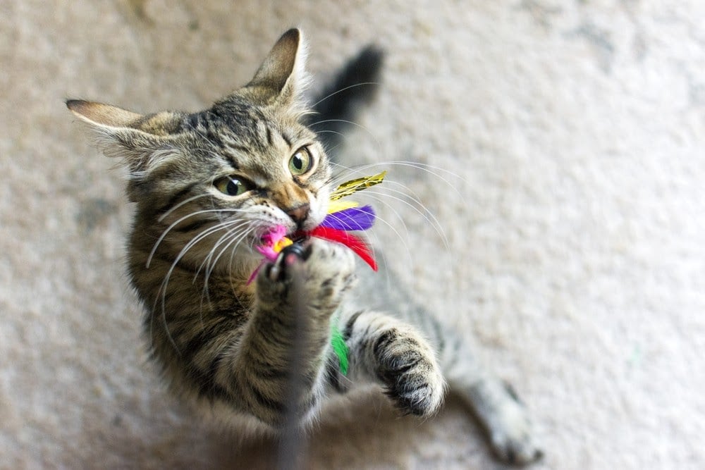 Toys and playtime for your cat