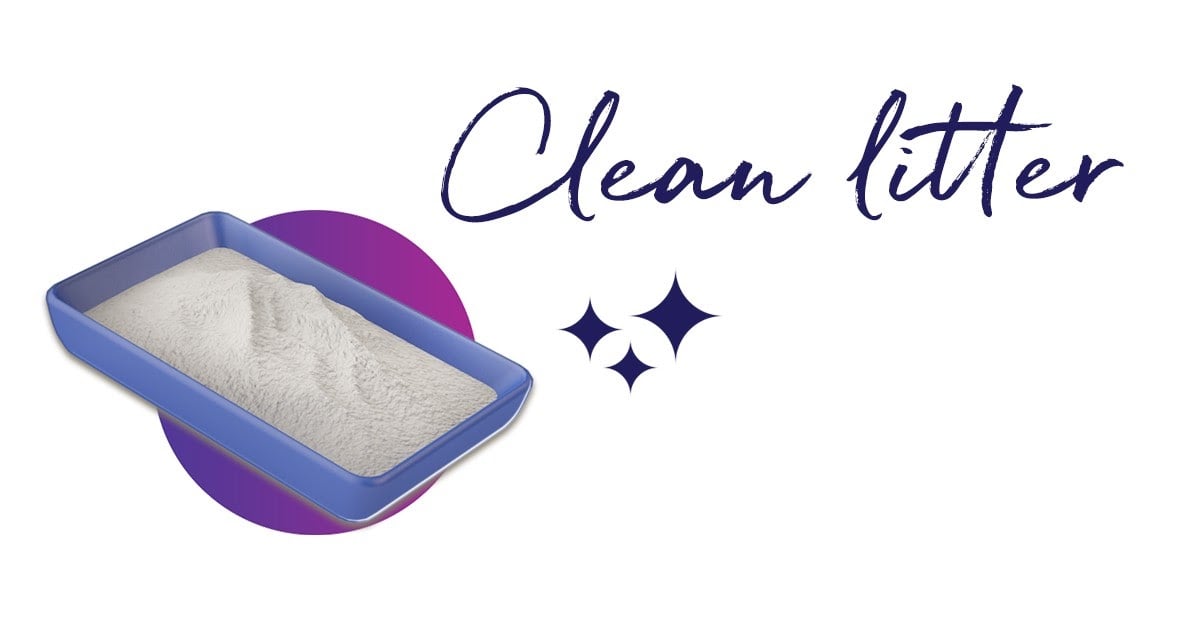 Clean litter box for your cat