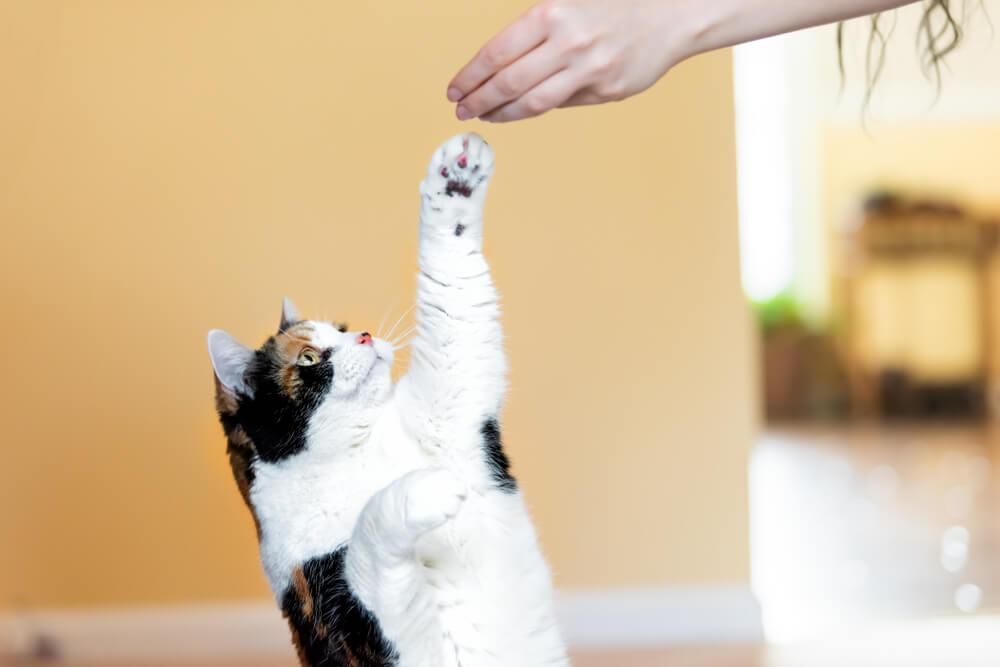 confident cat giving a high five