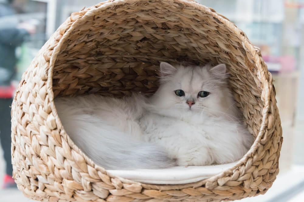 fluffy white cat in a cosy basket