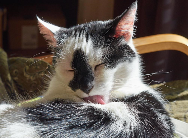 black and white cat grooming 