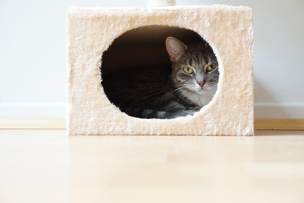 cat in a fur box