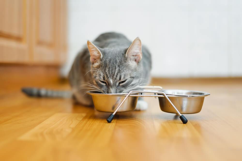 cat eating out of a foodbowl