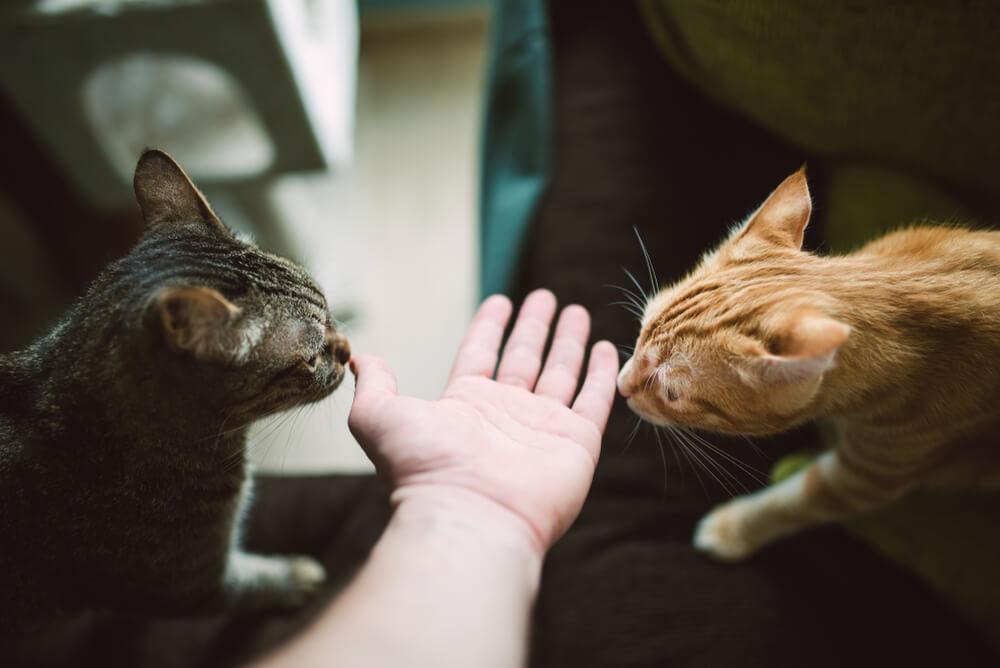 two anxious cats smelling a hand