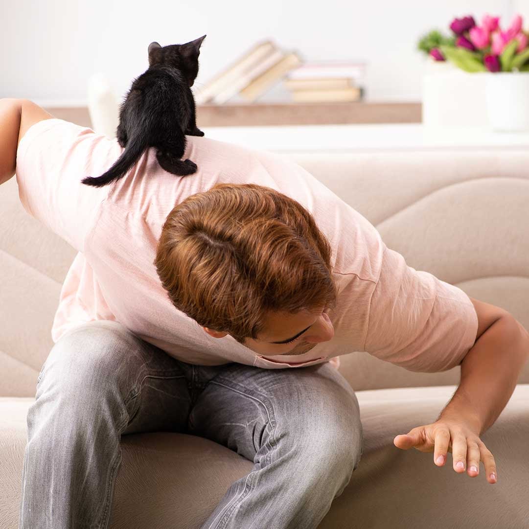 kitten playing on back of owner