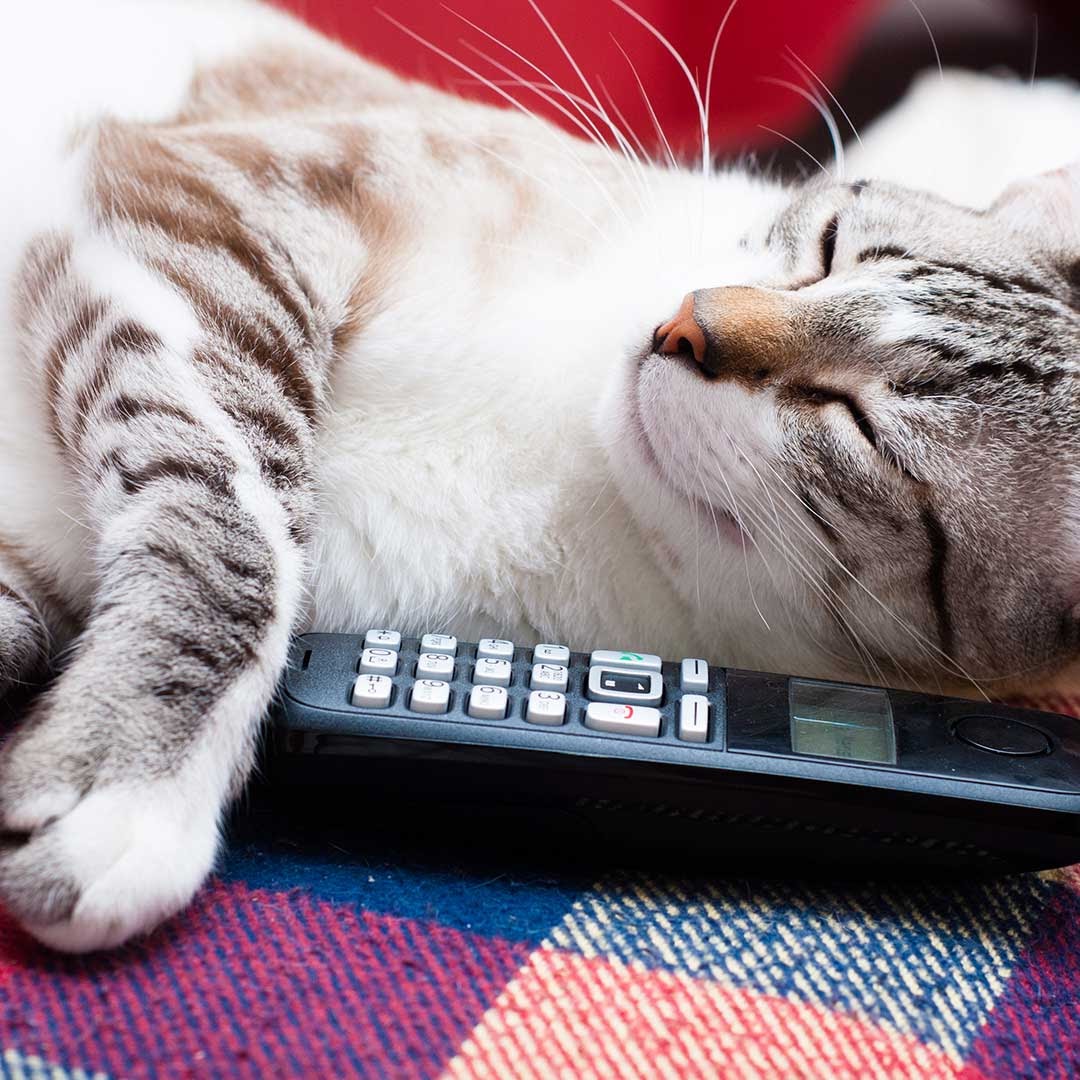 cat with tv remote