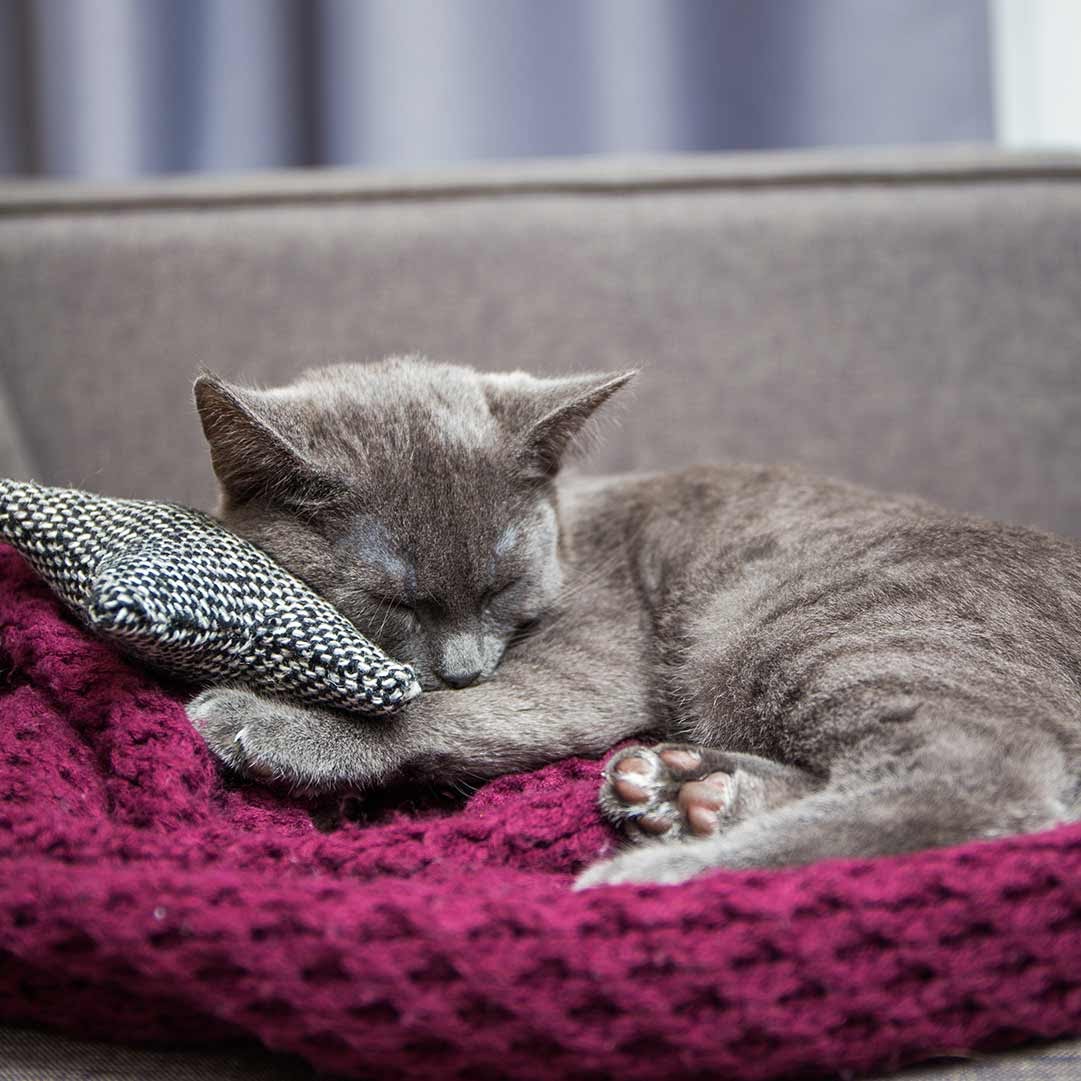 cat napping on soft bed