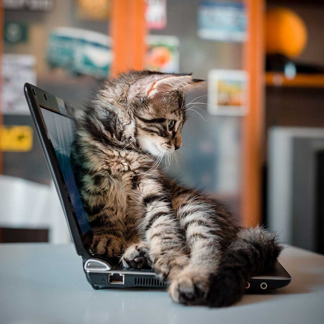 kitten on laptop