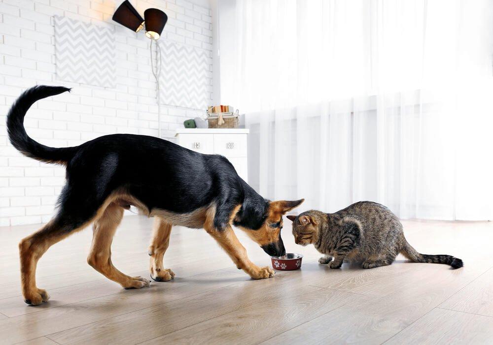 dog eating out of the cat's bowl