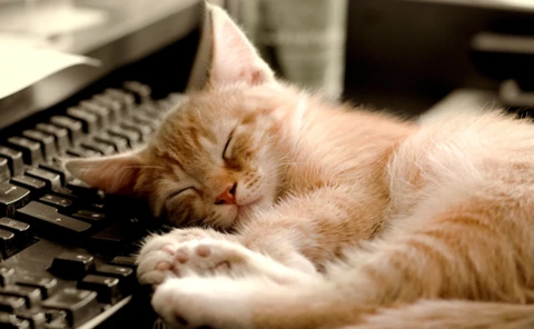 sleepy kitten keyboard