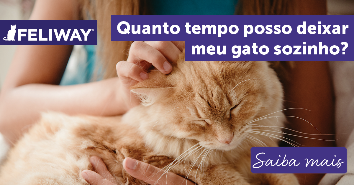 Quanto tempo posso deixar meu gato sozinho?