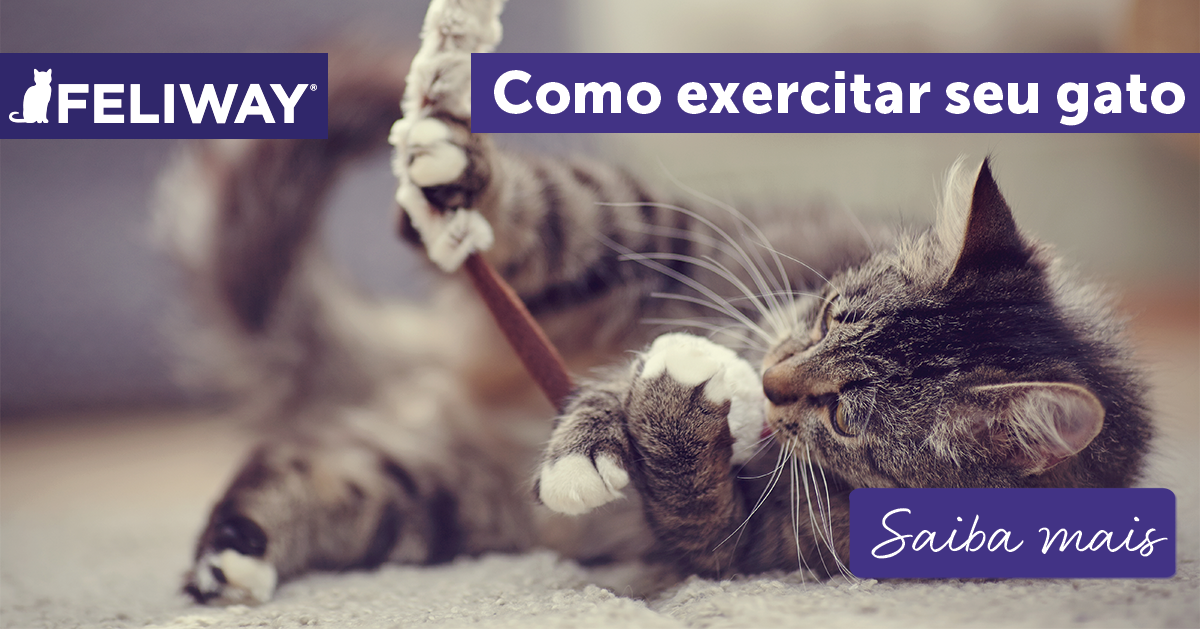 Cuidado dos gatos: O que há de novo? Brinque e faça exercícios Jogos  divertidos para exercitar seu gato