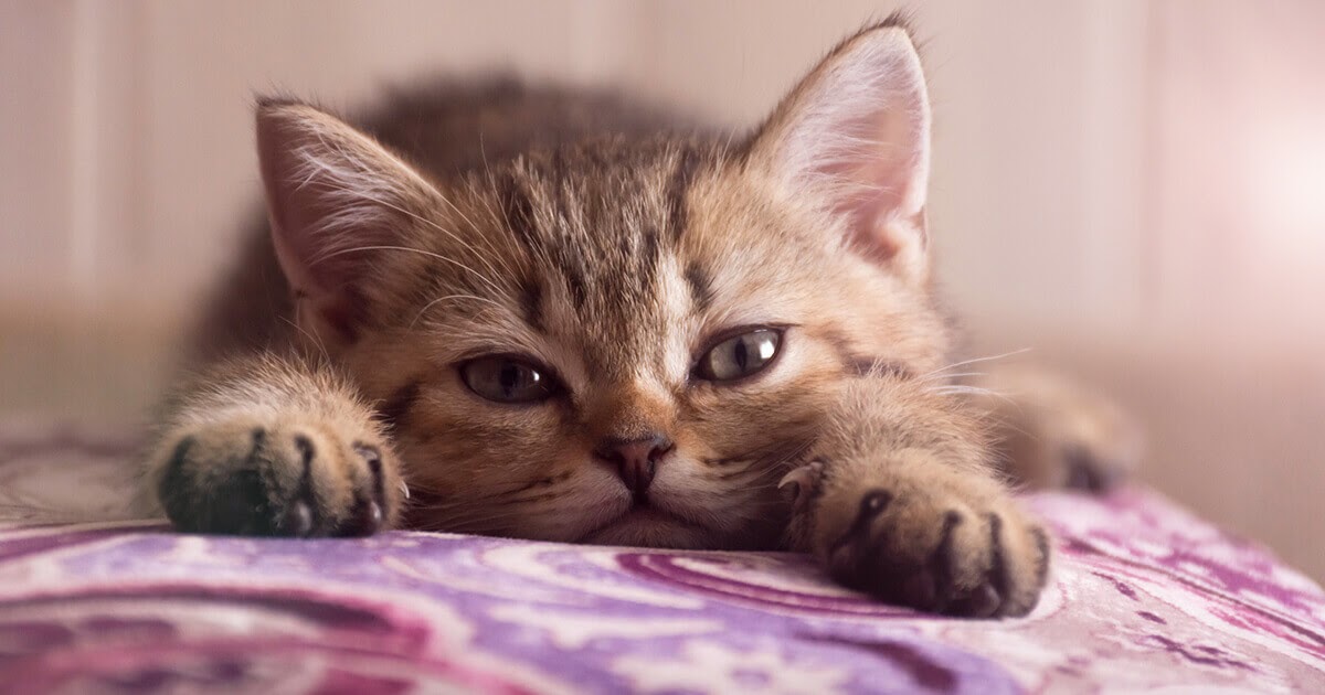 4 tips om je nieuwe kitten gerust te stellen