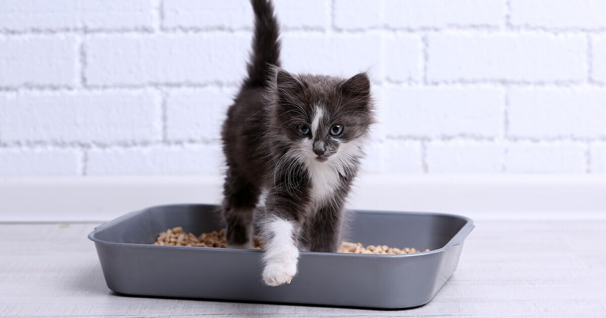 4 tips om je nieuwe kitten gerust te stellen