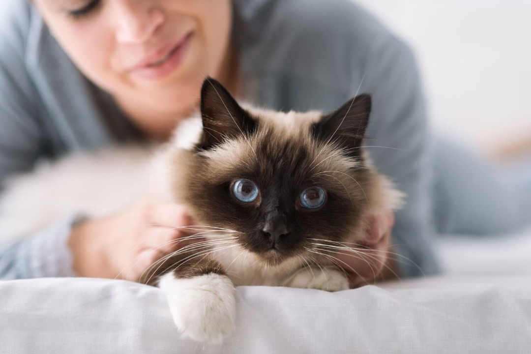 Coronavirus verandert onze routine: 3 tips van dierenartsen om je kat te helpen zich aan te passen