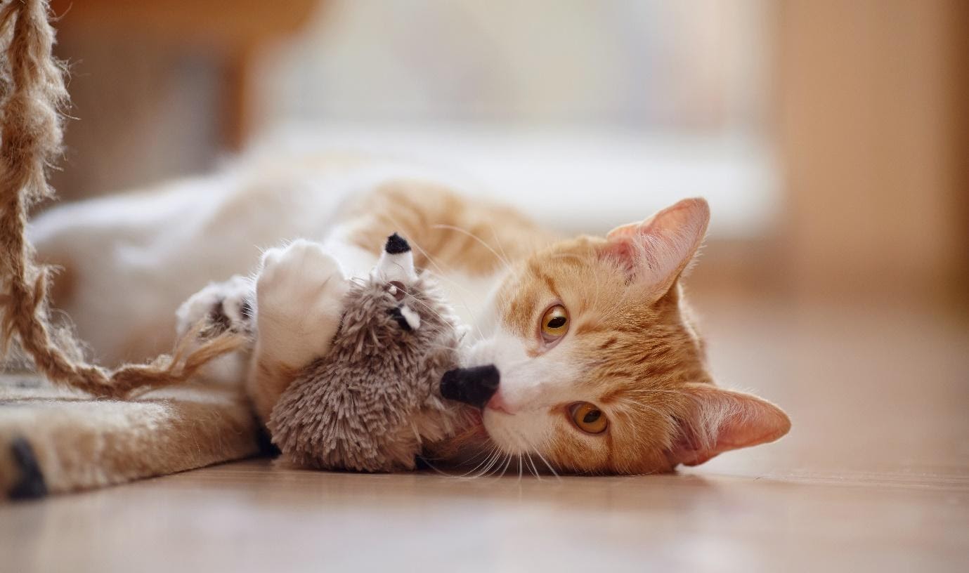 FELIWAY aide à réduire le stress des chats