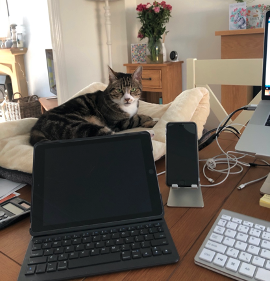 Il gatto e lo smartworking