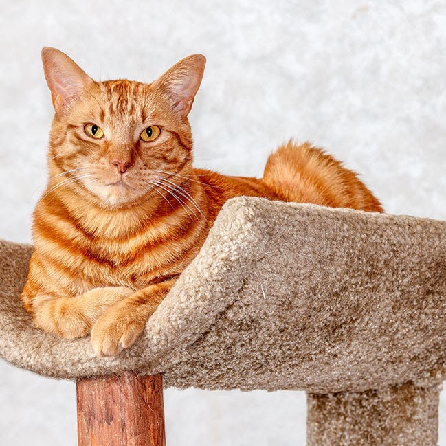 cat-like-space-soend-of-lockdown-looking-good
