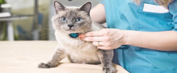 Η επίσκεψη στον κτηνίατρο μπορεί να προκαλεί άγχος στις γάτες