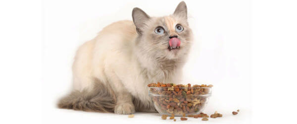 Η γάτα σας τρώει υπερβολικά;