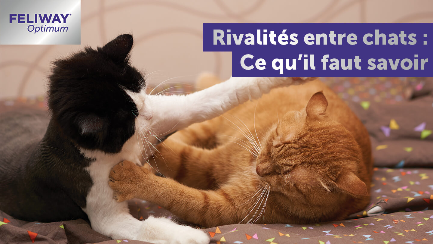 Ce Qu Il Faut Savoir Sur Les Rivalites Entre Chats