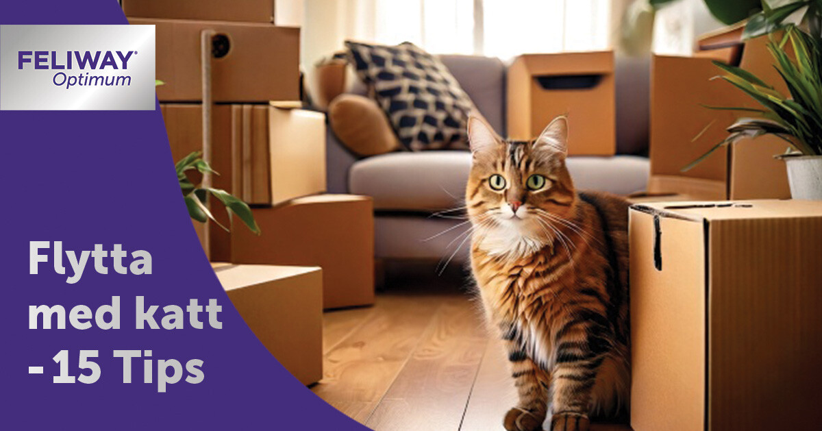 Flytta med katt -15 tips