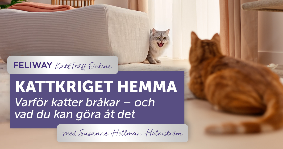 FELIWAY KattTräff Online: KATTKRIGET HEMMA Varför katter bråkar – och vad du kan göra åt det