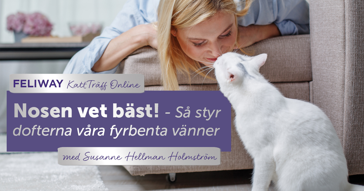 KattTräff Online - Nosen vet bäst! Så styr dofterna våra fyrbenta vänner
